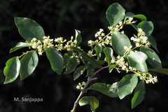 Strychnos lenticellata